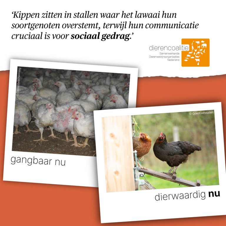 Kippen sociaal