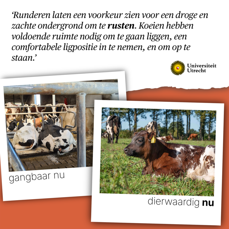 Runderen rusten