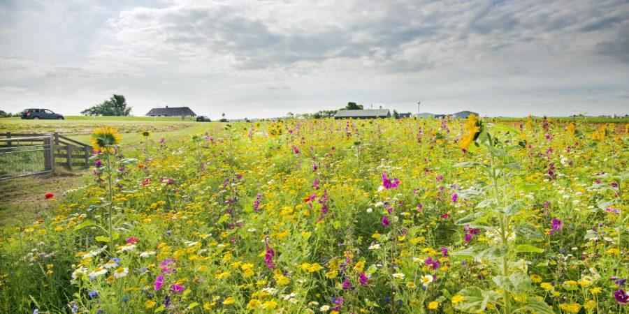 natuurinclusief weiland